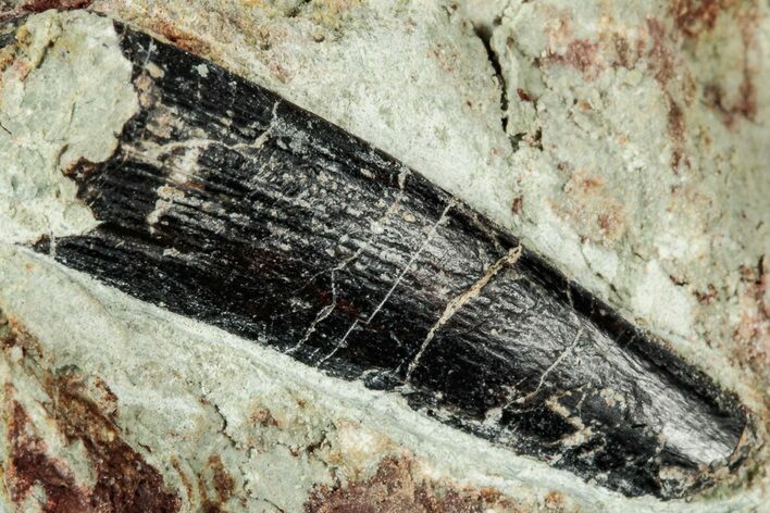 Fossil Pterosaur Tooth in Situ - Dekkar Formation, Morocco #299101